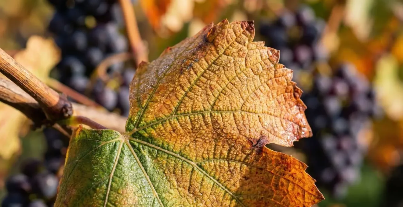 Macro dettaglio delle foglie di vite che cambiano colore durante la maturazione dell'uva