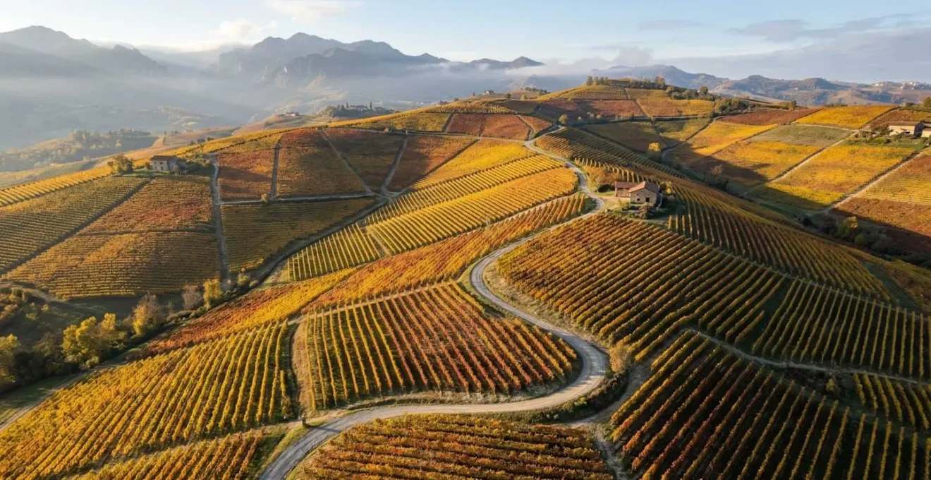 Vista aerea di vigneti in autunno con colori del foliage al picco massimo